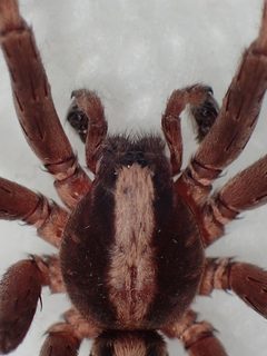 Ctenus hibernalis 14605287 by John P. Friel Ph.D.. Used under a CC BY 4.0 license.