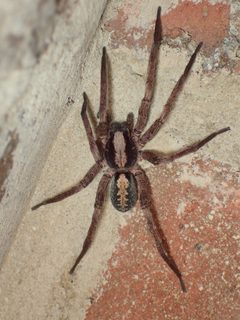 Ctenus hibernalis 6934210 by John P. Friel Ph.D.. Used under a CC BY 4.0 license.
