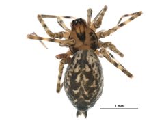 Calymmaria emertoni by CBG Photography Group, Centre for Biodiversity Genomics. Used under a CC0 license.
