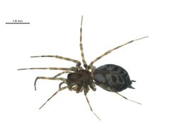 Calymmaria nana f1 by G. Blagoev, Centre for Biodiversity Genomics. Used under a CC BY-SA 3.0 license.