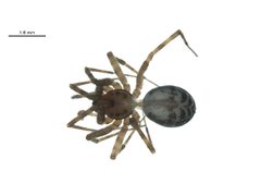 Calymmaria nana f2 by G. Blagoev, Centre for Biodiversity Genomics. Used under a CC BY-SA 3.0 license.