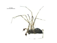 Calymmaria nana m by G. Blagoev, Centre for Biodiversity Genomics. Used under a CC BY-SA 3.0 license.