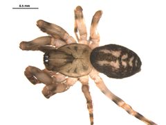 Cryphoeca exlineae 2 by CBG Photography Group, Centre for Biodiversity Genomics. Used under a CC BY-SA 3.0 license.