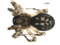 Cryphoeca exlineae 3 by G. Blagoev. Used under a CC0 license.
