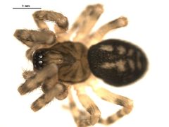 Cryphoeca montana f by CBG Photography Group, Centre for Biodiversity Genomics. Used under a CC BY-SA 3.0 license.