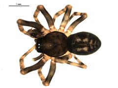 Cryphoeca montana m by CBG Photography Group, Centre for Biodiversity Genomics. Used under a CC0 license.