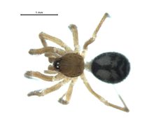 Cybaeota shastae f by G. Blagoev, Centre for Biodiversity Genomics. Used under a CC BY-SA 3.0 license.