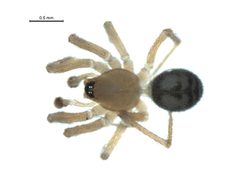 Cybaeota shastae m by G. Blagoev, Centre for Biodiversity Genomics. Used under a CC BY-SA 3.0 license.
