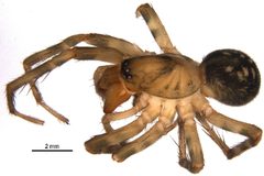 Cybaeus eutypus 1 by CBG Photography Group, Centre for Biodiversity Genomics. Used under a CC0 license.