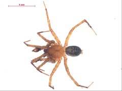 Cybaeus eutypus m by CBG Photography Group, Centre for Biodiversity Genomics. Used under a CC BY-SA 3.0 license.