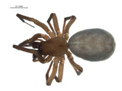 Cybaeus morosus f2 by G. Blagoev, Centre for Biodiversity Genomics. Used under a CC BY-SA 3.0 license.