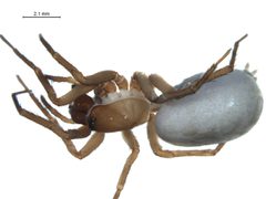 Cybaeus morosus f3 by G. Blagoev, Centre for Biodiversity Genomics. Used under a CC BY-SA 3.0 license.