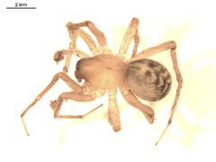 Cybaeus morosus m by G. Blagoev. Used under a CC0 license.