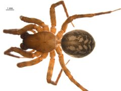 Cybaeus reticulatus f by G. Blagoev, Centre for Biodiversity Genomics. Used under a CC BY-SA 3.0 license.