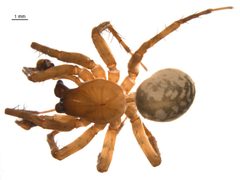 Cybaeus reticulatus m by G. Blagoev, Centre for Biodiversity Genomics. Used under a CC BY-SA 3.0 license.