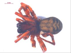 Cybaeus signifer f1 by CBG Photography Group, Centre for Biodiversity Genomics. Used under a CC BY-SA 3.0 license.