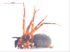 Cybaeus signifer f2 by CBG Photography Group, Centre for Biodiversity Genomics. Used under a CC BY-SA 3.0 license.