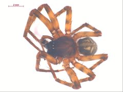 Cybaeus signifer m1 by CBG Photography Group, Centre for Biodiversity Genomics. Used under a CC BY-SA 3.0 license.