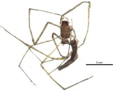 Deinopis spinosa by CBG Photography Group, Centre for Biodiversity Genomics. Used under a CC BY-SA 3.0 license.