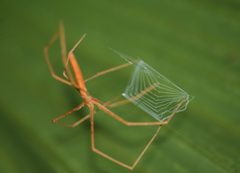 Deinopis spinosa foraging at night by Jstaf13. Used under a CC BY-SA 4.0 license.