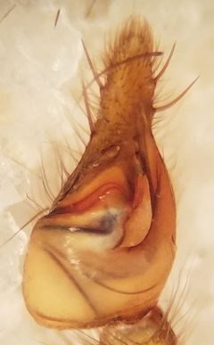M. simoni male left palp by Teal Reverie. Used under a CC BY-SA 4.0 license.