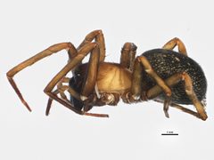 Metaltella simoni 1 by CBG Photography Group, Centre for Biodiversity Genomics. Used under a CC BY-SA 3.0 license.