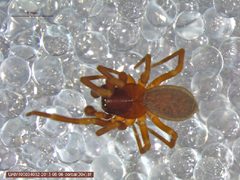Argenna obesa 1 by Derek Sikes, University of Alaska Museum. Used under a CC BY 3.0 license.
