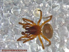 Argenna obesa 2 by Derek Sikes, University of Alaska Museum. Used under a CC BY 3.0 license.