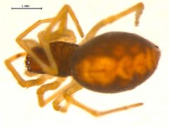 Dictyna foliacea by Gergin Blagoev, Biodiversity Institute of Ontario. Used under a CC BY-SA 3.0 license.