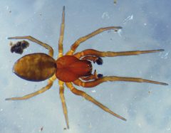 Dictyna longispina by Pierre-Marc Brousseau. Used under a CC BY-SA 4.0 license.