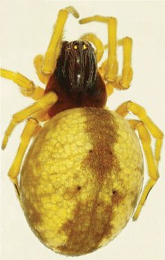 Dictyna major female by Yuri M Marusik &amp; Niclas R. Fritzén. Used under a CC BY 3.0 license.