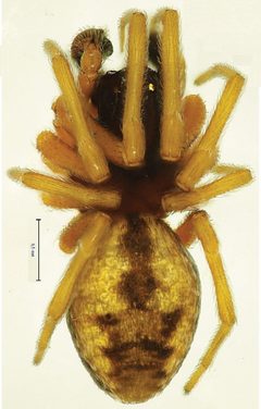 Dictyna major male by Yuri M Marusik &amp; Niclas R. Fritzén. Used under a CC BY 3.0 license.
