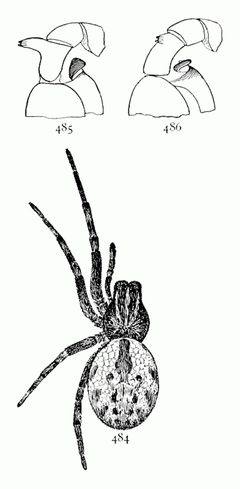 Common Spiders U.S. 484-6 Dictyna volucripes by James Henry Emerton (1847 – 1931). Used under a Public domain license.