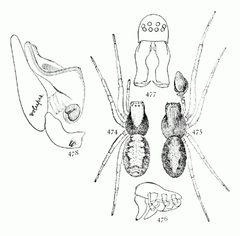 Common Spiders U.S. 474-8 Emblyna sublata by James Henry Emerton (1847 – 1931). Used under a Public domain license.