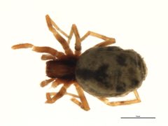 Phantyna bicornis 1 by CBG Photography Group, Centre for Biodiversity Genomics. Used under a CC0 license.