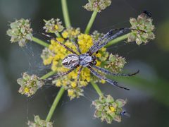 Diguetia canities by NPS. Used under a Public domain license.