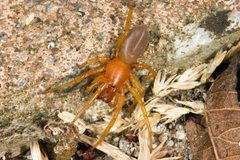 Dysdera crocata by Mvuijlst at English Wikipedia. Used under a CC BY-SA 3.0 license.