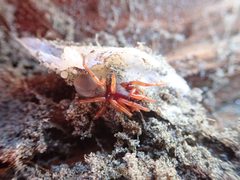 Dysdera crocata 112593909 by Arnim Littek. Used under a CC BY 4.0 license.