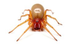 Dysdera crocata 406145799 by Matthew Lindsey. Used under a CC BY 4.0 license.