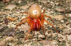 Dysdera crocata 406145909 by Matthew Lindsey. Used under a CC BY 4.0 license.