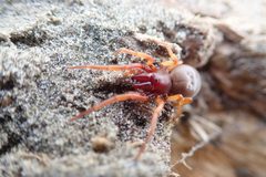 Dysdera crocata 87764621 by Arnim Littek. Used under a CC BY 4.0 license.