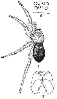 Common Spiders U.S. 006-8 Callilepis imbecilla by James Henry Emerton (1847 – 1931). Used under a Public domain license.