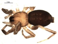 Callilepis pluto by Gergin Blagoev, Biodiversity Institute of Ontario. Used under a CC BY 3.0 license.