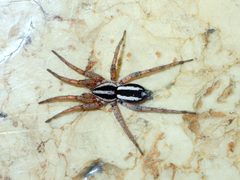 Cesonia classica by Kat Halsey. Used under a CC BY 4.0 license.