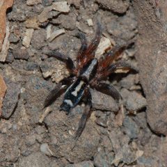 Cesonia josephus-1 by Eugene Zelenko. Used under a CC BY-SA 4.0 license.