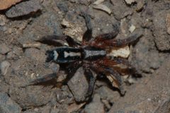 Cesonia josephus-2 by Eugene Zelenko. Used under a CC BY-SA 4.0 license.