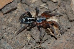 Cesonia josephus-3 by Eugene Zelenko. Used under a CC BY-SA 4.0 license.