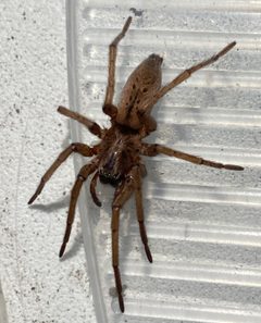 Drassodes Neglectus by CuriousDanil. Used under a CC BY-SA 4.0 license.
