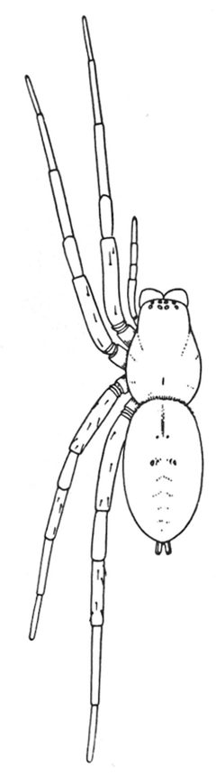 Common Spiders U.S. 019 by James Henry Emerton (1847 – 1931). Used under a Public domain license.