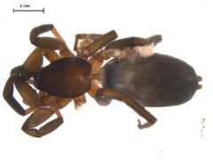 Drassyllus insularis by Gergin Blagoev, Biodiversity Intitute of Ontario. Used under a CC BY 3.0 license.